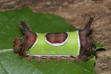 4700 - Saddleback Caterpillar - Acharia stimulea