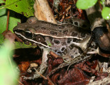 Southern Leopard Frog - Lithobates sphenocephalus