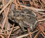 Southern Toad - Anaxyrus terrestris