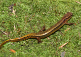 Northern Two-lined Salamander - Eurycea bislineata