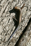 Broad-headed Skink - Plestiodon laticeps (immature)
