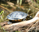 Common Slider - Trachemys scripta 