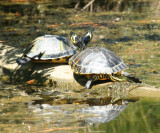 Common Slider - Trachemys scripta 