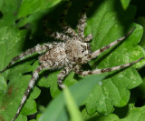 Whitebanded Fishing Spider - Dolomedes albineus