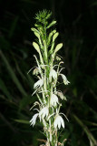 White Cardinal Flower - Lobelia cardinalis