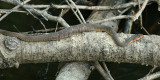 Red-bellied Watersnake - Nerodia erythrogaster erythrogaster