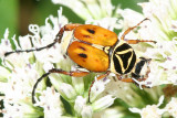 Delta Flower Scarab - Trigonopeltastes delta