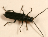 Cantharis tuberculata