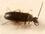 Canifa pallipes