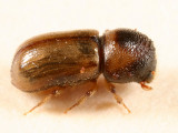 Trypodendron lineatum