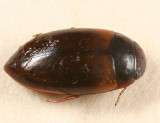 Laccornis conoideus