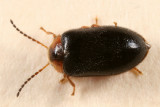 Exneria ruficollis