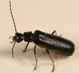 Rhagonycha umbrina