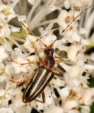 Metacmaeops vittata