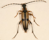 Etorofus subhamatus