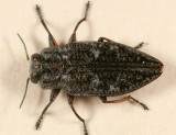 Chrysobothris scabripennis