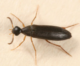Pelecotoma flavipes (female)