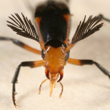 Wedge-shaped Beetles - Rhipiphoridae
