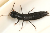 Ocypus nitens