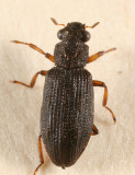 Hydrochus squamifer