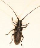 Whitespotted Sawyer - Monochamus scutellatus