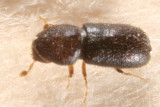 Pityophthorus puberulus