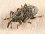 Tychius picirostris