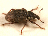 Listronotus humilis