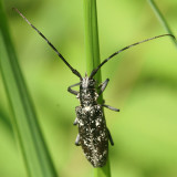 Whitespotted Sawyer - Monochamus scutellatus