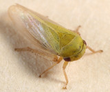 Oncopsis flavidorsum