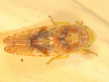 Leafhoppers genus Fitchana