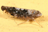 Leafhoppers genus Prescottia
