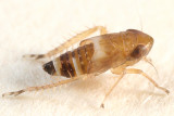 Planicephalus flavocostatus (nymph)