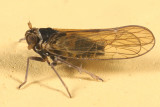 Javesella pellucida (male)