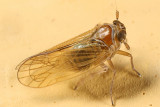 Javesella pellucida (female)