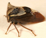 Stictocephala diceros