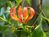 Gloriosa lily 
