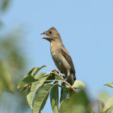 Blue Grosbeak - Passerina caerulea (female)