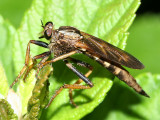 Asilus sericeus