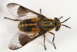 Chrysops lateralis (female)