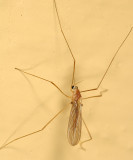 Erioptera septemtrionis
