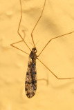 Limnophila angustula