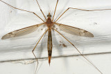 Tipula subgenus Lunatipula