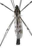 Giant Crane Fly - Tipula abdominalis
