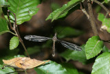  Tipula (Yamatotipula) group