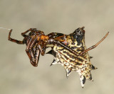 Spined Micrathena - Micrathena gracilis