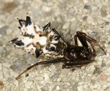 Spined Micrathena - Micrathena gracilis