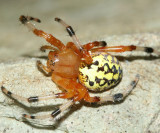 Marbled Orb Weaver - Araneus marmoreus