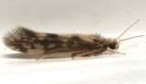 Microcaddisflies - Hydroptilidae