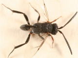 Ensign Wasp (Evaniidae) - Hyptia sp.